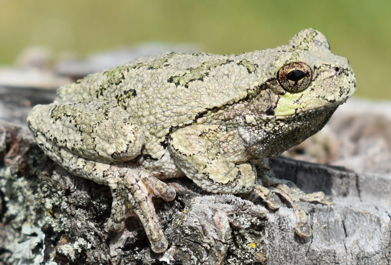 Chameleon Frog :: Chameleons